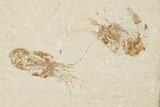 Four Cretaceous Fossil Shrimp - Hjoula, Lebanon #201357-1